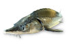 http://www.bashfish.ru/images/sturgeon1.jpg