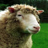 Dolly, a ewe, the first mammal to have been successfully cloned from an adult cell.